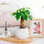 HL Mini Tự Tưới Hoa Nồi Cá Nhựa Trong Suốt Chậu Cây Tự Tưới Cây Chậu Bình Để Trang Trí Nhà Cửa LMWU