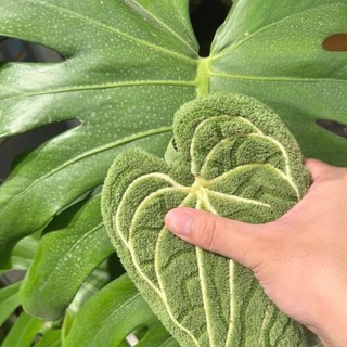 Khăn lau nhà bếp ITRUMPET, Khăn tay mềm lá, Khăn thấm dày hai lớp khô tốc độ Sử dụng nhà bếp