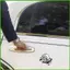 Ốp Lưng Dán Cho Ô Tô Thẩm Mỹ Ốp Lưng Decal Ngộ nghĩnh Ốc Miếng Dán Chống Thấm Nước Dễ Thương Đa Năng Xe Tải wipqsvn