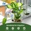 Quả cầu tưới cây-2 chiếc Dụng cụ trồng cây tự tưới nước, Thiết bị tưới cây, Bóng đèn tưới thủy tinh cho cây trồng trong nhà