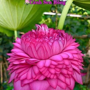 - Hạt giống Hoa sen to trồng cảnh quan