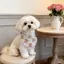 Mèo Mới Chó Đa Năng Dày Thú Cưng Nước Bọt Khăn Nhỏ Vừa Chó Teddy Bichon Hoạt Hình Dễ Thương Chống Thấm Nước Bọt Túi