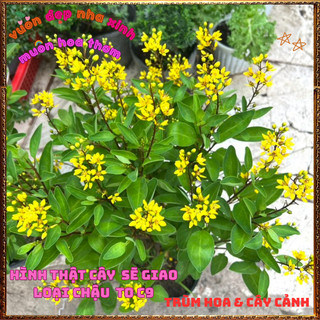 Chậu Cây KIM ĐỒNG VÀNG Nở Rộ Quanh Năm Từ Gốc Tới Ngọn Siêu Rực Rỡ ️📬 Làng Hoa Sa Đéc