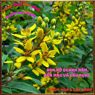 Chậu Hoa KIM ĐỒNG VÀNG Nở Rộ Cả Cây Quanh Năm Bền Bông Lâu Tàn Trồng Đâu Cũng Đẹp⏰Siêu Thị Hoa Và Cây Giống