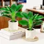 MAKY Mini Tự Tưới Hoa Nồi Cá Nhựa Chậu Cây Tự Tưới Cây Chậu Bình Để Trang Trí Nhà Cửa VN
