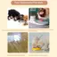 Thảm lót thú cưng bằng bùn thấm hút cho bát nước thực phẩm Thảm chống thấm nước cho chó mèo ăn Thảm chống tràn [VN]