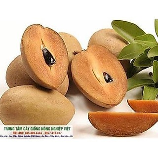 Cây Giống Hồng Xiêm Xuân Đỉnh .