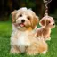 Top Mini Thú Cưng Bộ Thu Tóc Móc Khóa Hình Chó Dễ Thương Lông Thú Hộp Bảo Quản Mèo Người Yêu