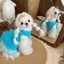 QEARY Puppy Công Chúa Đầm, Thoải Mái Mềm Mại Cho Chó Lưới Lông Tơ Váy, Thời Trang Cổ Tròn Thoáng Khí Mỏng Dây Đeo Thú Cưng Váy Puff Đảng
