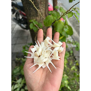 Gim nhựa chào mào / vành khuyên hút mật