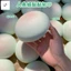Đồ chơi bóp mềm mại và mực Taro Paste Bun giảm căng thẳng — Đồ chơi giải nén tăng tốc chậm