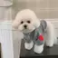 Mùa Thu Chó Tình Yêu Áo Len Ấm Áp Quần Áo Thú Cưng Mèo Đáy Áo Sơ Mi
