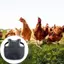 Yên gà hàng đầu Avian Guard Vải điều kiện để chăm sóc gia cầm ngoài trời