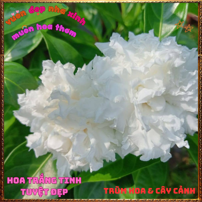 Chậu Cây LÀI TUYẾT Thơm Dịu Bông To LÀI NỮ HOÀNG Siêu Bền Nở Suốt Quanh Năm️📣Hoa Mười Giờ Bonsai & Phụ Kiện