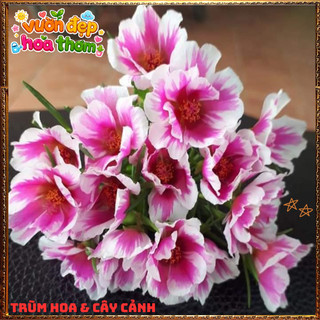 Cành Hoa Mười Giờ THÁI ĐƠN SONG HỶ Siêu Hoa Xinh Xắn Nở Rực Rỡ Mỗi Ngày️🌮Yêu Nhà Yêu Hoa