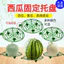 Dưa Hấu Thảm Dưa Trái Cây Trồng Khay Vườn Nông Nghiệp Dưa Trái Cây Nhựa Ổn Định Khay Đựng Trái Cây Kệ MSWA