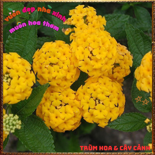 Chậu hoa ngũ sắc VÀNG NGỌC giống bụi trồng chậu siêu xinh thơm ngát ⏳ BẢO HÀNH CÂY GIỐNG VÀ HOA CHUẨN