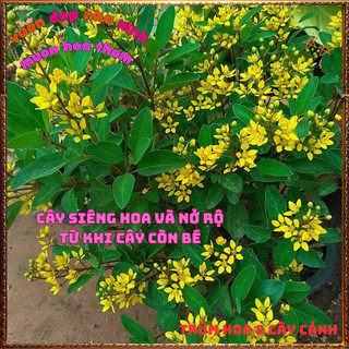 Chậu Cây KIM ĐỒNG VÀNG Nở Rộ Quanh Năm Từ Gốc Tới Ngọn Siêu Rực Rỡ ️📜 Hoa Giống Mới Siêu Đẹp, Dễ Trồng