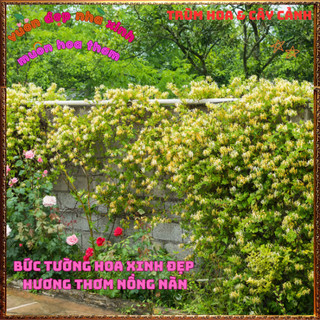 Chậu Cây KIM NGÂN HOA VÀNG Thơm Dược Liệu Qúy Leo Nhanh Nở Rộ Rất Đẹp️📬Làng Hoa Sa Đéc