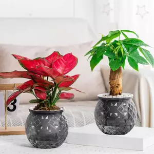 HL Mini Tự Tưới Hoa Nồi Cá Nhựa Trong Suốt Chậu Cây Tự Tưới Cây Chậu Bình Để Trang Trí Nhà Cửa LMWU