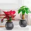 HL Mini Tự Tưới Hoa Nồi Cá Nhựa Trong Suốt Chậu Cây Tự Tưới Cây Chậu Bình Để Trang Trí Nhà Cửa LMWU