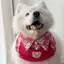 Hoạt Hình Dễ Thương Nước Bọt Khăn Ngày Lễ Túi Tròn Nhỏ Vừa Chó Lớn Samoyed Vàng Retriever Yếm