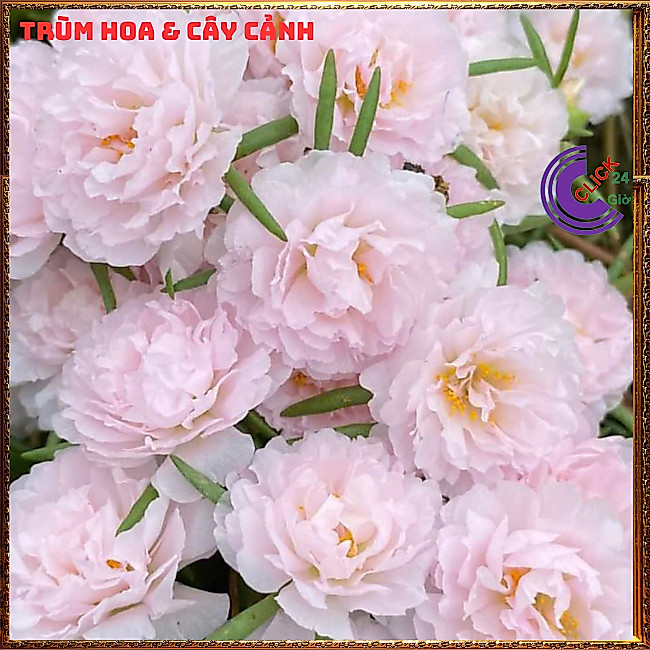 Hoa Mười Giờ Thái Kép Màu Hồng BaBy Dễ Thương Cành Giống Tơ Khỏe