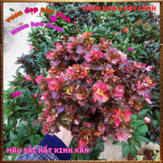 Chậu Cây RuBy Ngọc Bích xinh xắn đáng yêu màu sắc rất dễ thương ️📜 Hoa Giống Mới Siêu Đẹp, Dễ Trồng