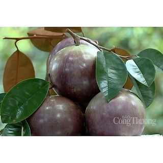 Cây giống Vú Sữa Tím Mika - vú sữa tứ quý - cho trái quanh năm