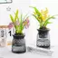 Maybest Mini Tự Tưới Hoa Bể Cá Nhựa Trong Suốt Chậu Cây Tự Tưới Cây Bình Hoa Để Trang Trí Nhà Cửa {VN}