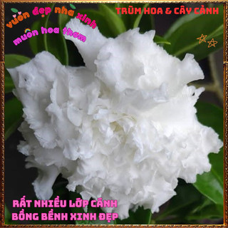 Chậu Hoa LÀI NỮ HOÀNG Bông To LÀI TUYẾT Tuyệt Đẹp Thơm Quanh Năm 🕰 VƯỜN HOA CỔ TÍCH