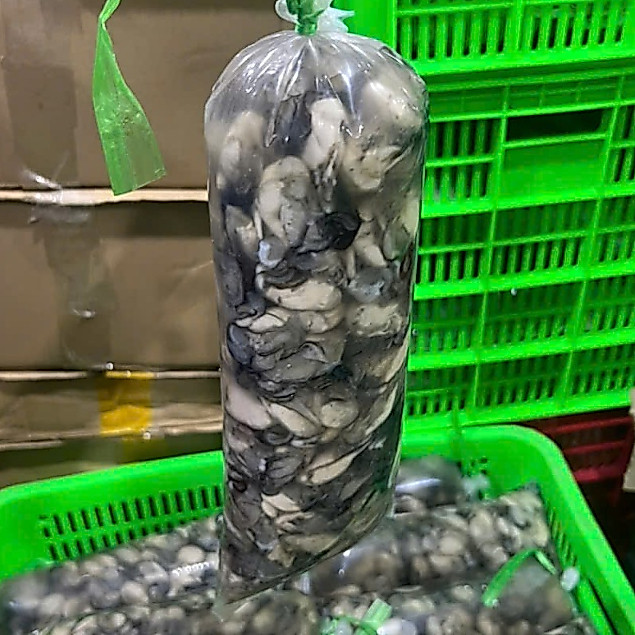 Hàu sữa tách vỏ đủ 1kg (giao 2h hoả tốc)