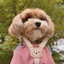 Bộ mặt sau ngực mềm mại bằng da dễ thương Hàn Quốc Teddy Bichon Dog Cat Dog Outing Leash