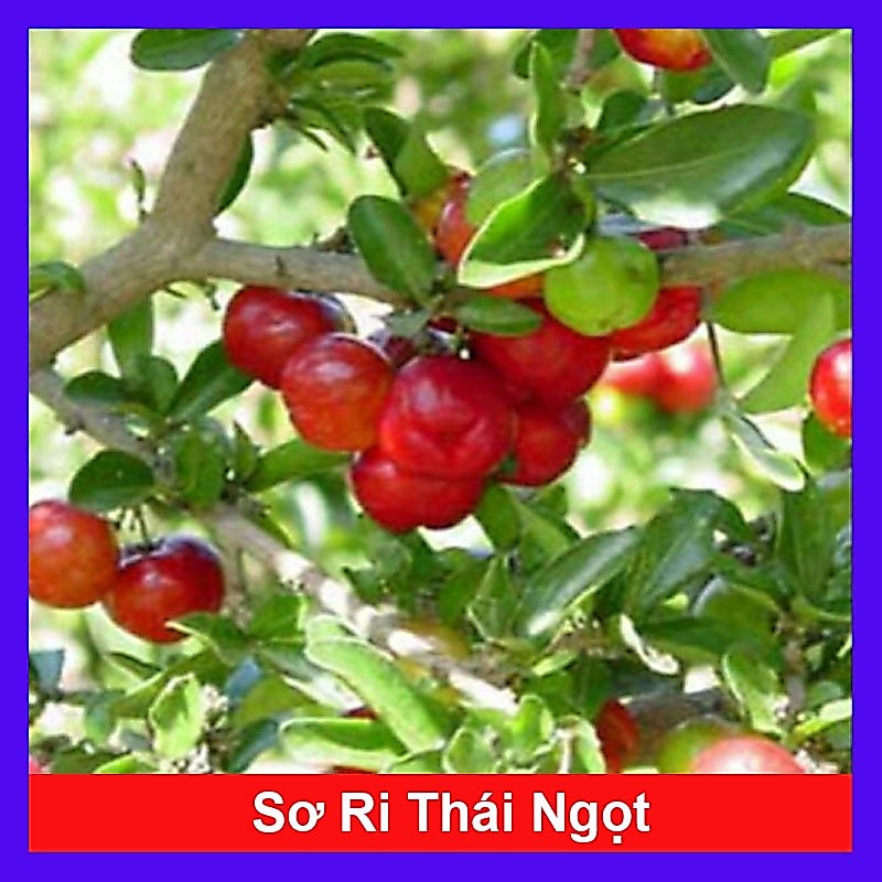 Cây sơ ri Thái ngọt , siêu trái - cây ăn quả