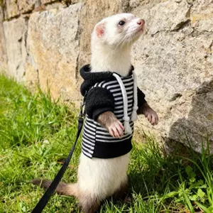Top Ferrets Áo len Áo sơ mi và dây xích Bộ dây nịt cho mặc đi bộ thời tiết lạnh