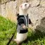 Top Ferrets Áo len Áo sơ mi và dây xích Bộ dây nịt cho mặc đi bộ thời tiết lạnh