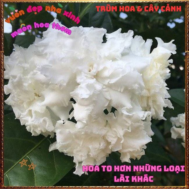 Chậu Cây LÀI TUYẾT Thơm Dịu Bông To LÀI NỮ HOÀNG Siêu Bền Nở Suốt Quanh Năm️📣Hoa Mười Giờ Bonsai & Phụ Kiện