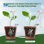 Quả cầu tưới cây-2 chiếc Dụng cụ trồng cây tự tưới nước, Thiết bị tưới cây, Bóng đèn tưới thủy tinh cho cây trồng trong nhà