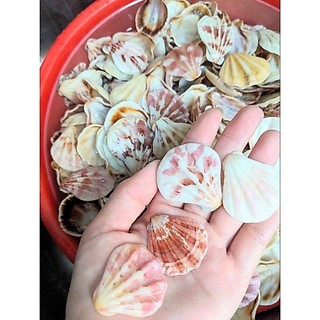 Vỏ sò Kim cương làm đồ thủ công.trang trí vẽ tranh