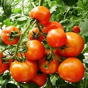 Hạt Giống cà chua quả to chịu nhiệt, siêu năng xuất - 30 hạt