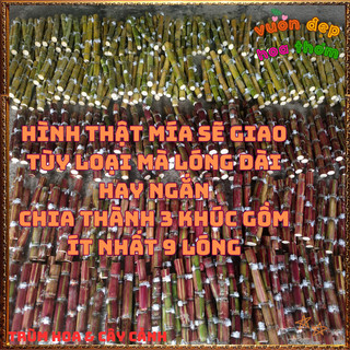 Mía VOI Thân To Khủng Tạo Tiểu Cảnh Siêu Đẹp 📒 Siêu Thị Hoa Và Cây Giống