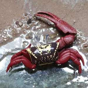 Đồ chơi mô hình động vật biển: cua, tôm hùm, bánh mì, nhện, ẩn sĩ; nhận biết, cao 5 cm