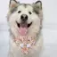 Thú Cưng Chó Nước Bọt Khăn Trung Bình Chó Lớn Alaska Samoyed Yếm Dễ Thương Tam Giác Khăn Có Thể Điều Chỉnh Dây Co Giãn