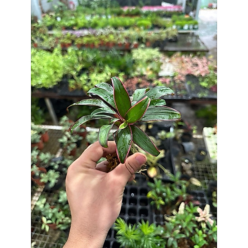 Huyết Dụ Cordy rễ ngập nước