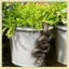 B & N 1Pc Upside-Down Nhựa Điêu Khắc Vườn Nhà Cây Chậu Trang Trí Động Vật Thực Tế Các Bức Tượng Nhỏ Trang Trí Gia Đình.
