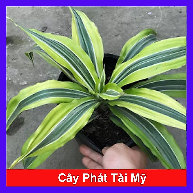 Cây Phát Tài Mỹ - Cây cảnh phong thủy