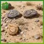 SWEET 3 / 4 / 8 Chiếc Thực Tế Mini Fossil Model Micro Phong Cảnh Để Bàn Trang Trí Đồ Trang Trí, Nhà, Bàn Cát / Cây Cảnh / Đạo Cụ Chụp Ảnh n