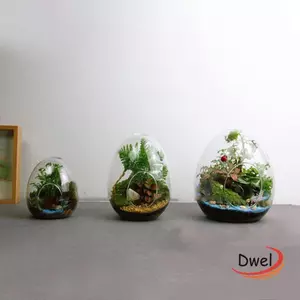 Chai thủy tinh DWEL Sáng tạo Thủy canh hình quả trứng Micro Phong cảnh thủy tinh