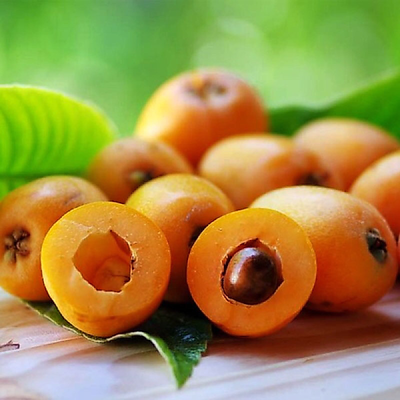 Cây giống nhót Nhật Bản (Tỳ Bà,Biwa) quả to ăn ngọt ngon giá trị kinh tế cực cao | Shopee Việt Nam