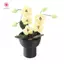 MJnmc Sống Động Như Thật Thu Nhỏ Giả Phalaenopsis Hoa Lan Chậu Cây Bền Nhà Búp Bê Trang Trí Cho Trẻ Em DIY Nhà Búp Bê Cảnh Trang Trí Quà Tặng Mới